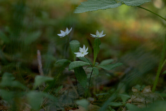 Trientalis europaea (arctic starflower) White spring flowers, in the pine forest. Macro photo.
