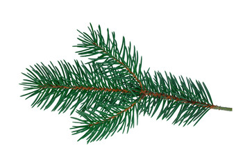 Fir branch isolated on white Christmas tree green spruce branch Object for greeting card packaging banner calendar Flat lay Without shadow Silver blue spruce New year concept Holiday element
