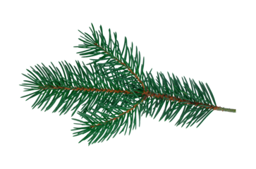 Fir branch isolated on white Christmas tree green spruce branch Object for greeting card packaging banner calendar Flat lay Without shadow Silver blue spruce New year concept Holiday element