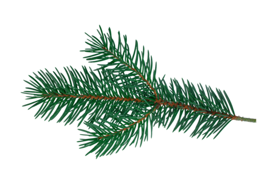 Fir branch isolated on white Christmas tree green spruce branch Object for greeting card packaging banner calendar Flat lay Without shadow Silver blue spruce New year concept Holiday element