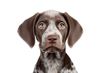 Kurtzhaar puppy . a breed of hunting dogs.