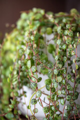 Closeup of Peperomia prostrata leaves - string of turtles houseplant in flower pot at home. Trendy unpretentious houseplant. 