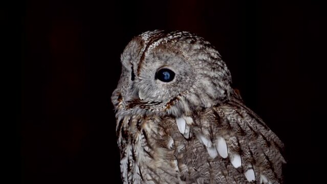 Close up of owl in dark background