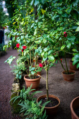 Blossoming japanise pink camellia flower growing in terracotta flowerpots in greenhouse or orangery. Beautiful camelia japonica bushes with tender bloom. Botany, houseplant and indoor gardening.
