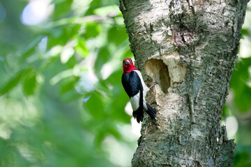 The red-headed woodpecker (Melanerpes erythrocephalus) during nesting season