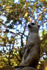 retrato de suricata con la cabeza en alto como signo de grandeza