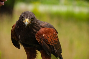 Harris Hawk looking at camera while being talked to