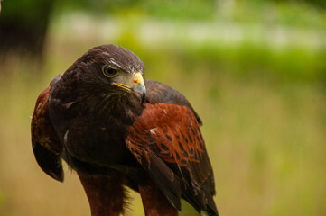 Harris Hawk perched above the grass