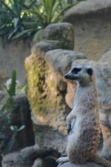 Fototapeta premium suricata viendo hacia el lado izquierdo, retrato de suricata 
