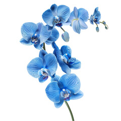 Orchid branch with blue flowers isolated on a white background. With clipping path