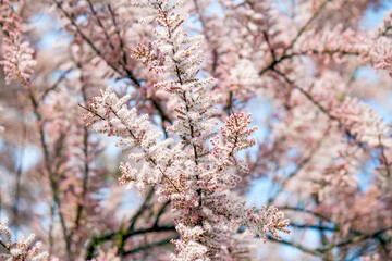 blooming tree in spring