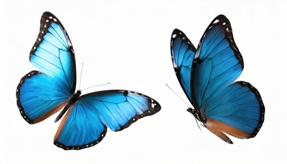 Macro shots, Blue tropical butterflies isolated on white background. moths for design 