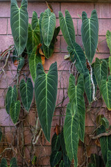 Long green leaves of black-gold philodendron on red brick wall background - 749005155