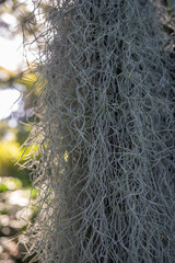 Mostly blurred air plant background. Old mans beard closeup - 749005321