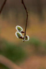Willow branches with earrings. Beauty of nature. Spring, youth, growth concept.
