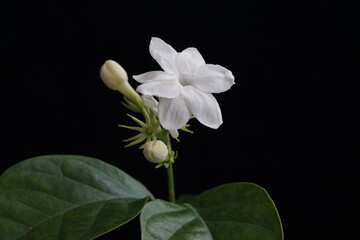 Naklejka na ściany i meble Blooming Maid Of Orleans Jasmine 