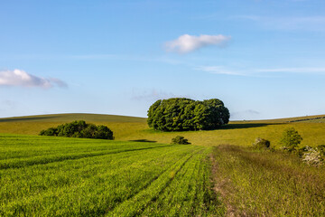An idyllic South Downs landscape in early summer