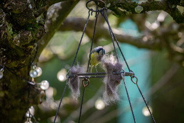 A blue tit collecting cat fur left on a bird table, to use for nest building