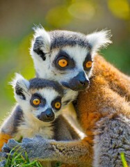 Obraz premium Lemur mom and her adorable baby