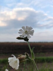 white flower on blue sky background 