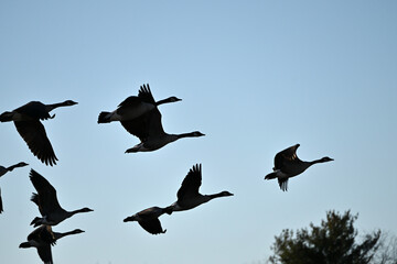 Geese Flying Away
