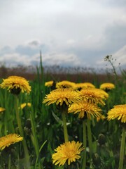 dandelions on a meadow