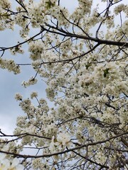 blooming tree