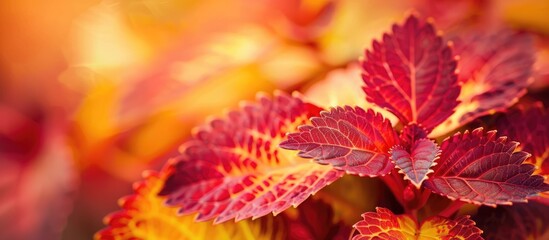 Close up shot of a Coleus blumei plant with vivid red leaves and yellow margins, captured during a warm day in the garden. - obrazy, fototapety, plakaty