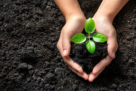 Hands holding a young plant in fertile soil
