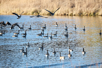 Geese on the Pond