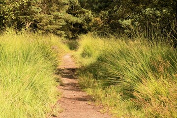hiking path, Cross border park De Zoom, Kalmthout, Belgium, the Netherlands
