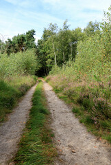 Fototapeta na wymiar hiking path, Cross border park De Zoom, Kalmthout, Belgium, the Netherlands