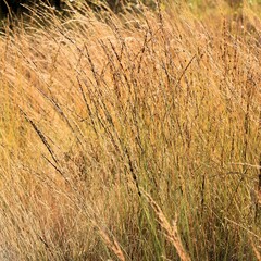 grass in the Cross border park De Zoom, Kalmthout, Belgium, the Netherlands