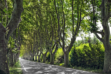 road running through tree alley. Beautiful landscape.