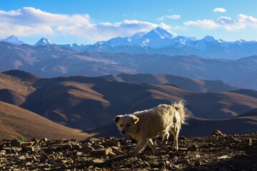 An adventurous puppy braves the windswept Pang La pass, its fluffy fur ruffling in the mountain...