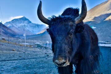 A curious yak poses for the camera with the majestic Mt. Everest as its backdrop, captured at the picturesque Rongbuk Monastery in Shigatse, Tibet.