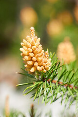 Pine branch with young flower cones and pollen in a coniferous forest.
