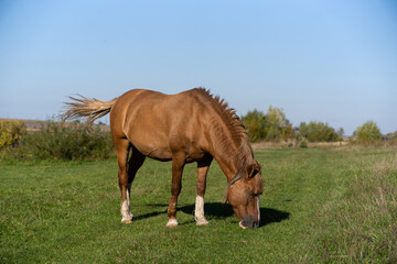 a horse grazing on a green meadow