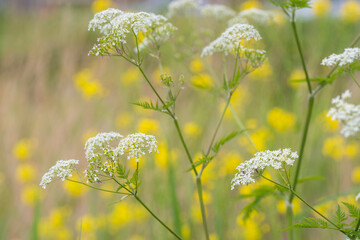 Cow Parsley (Anthriscus sylvestris) flowering with the yellow flowers of Rapeseed (Brassica napus) in the background - obrazy, fototapety, plakaty