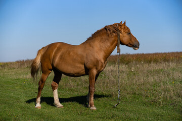 a horse grazing on a green meadow