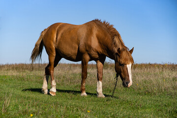 Naklejka na ściany i meble a horse grazing on a green meadow