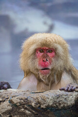 Japanischer Affe im Onsen 