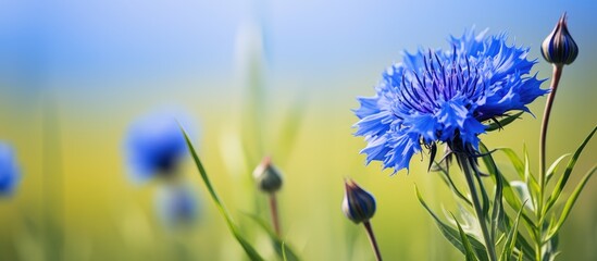 A detailed view of a blue cornflower blooming in a field, showcasing the beauty of spring and summer wildflowers in their natural habitat.