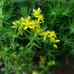 random tropical flowers