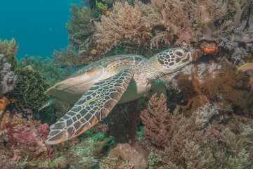 Hawksbill sea turtle at the Sea of the Philippines
