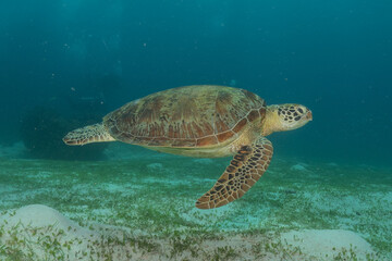 Fototapeta premium Hawksbill sea turtle at the Sea of the Philippines 