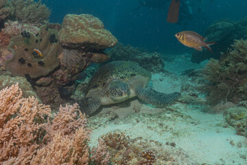 Hawksbill sea turtle at the Sea of the Philippines

