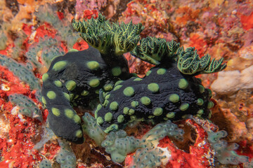 Sea slug at the Sea of the Philippines
