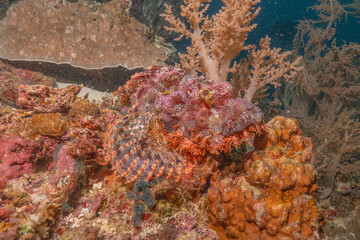 Fish swim at the Sea of the Philippines
