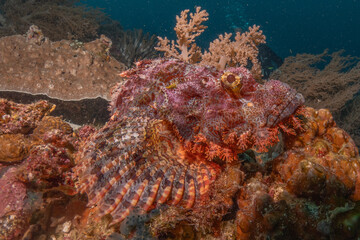 Fototapeta na wymiar Fish swim at the Sea of the Philippines 